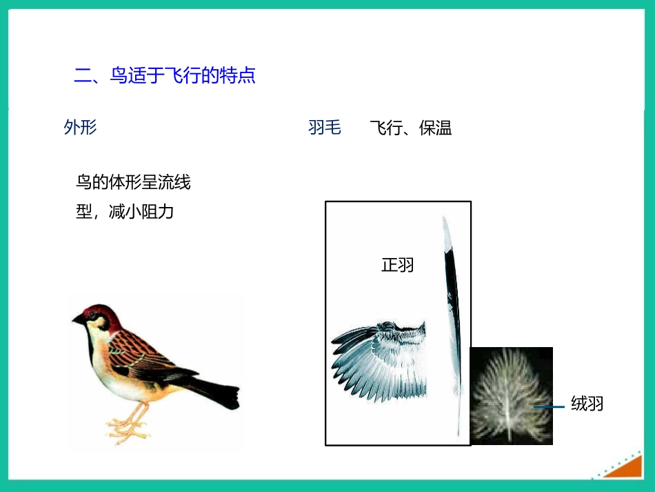 《鸟》PPT课件[人教版八年级生物上册]_第3页