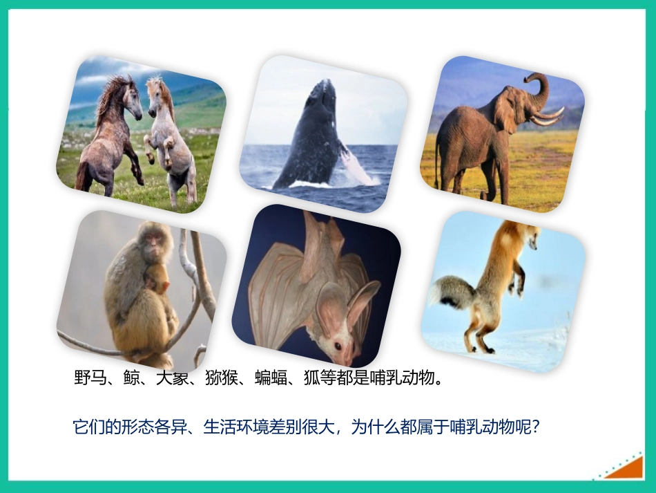 《哺乳动物》PPT课件[人教版八年级生物上册]_第2页