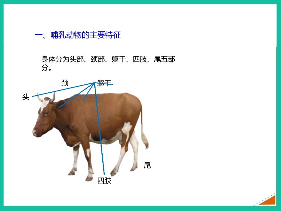 《哺乳动物》PPT课件[人教版八年级生物上册]_第3页