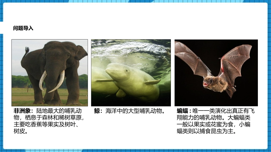 《哺乳动物》PPT优质课件[人教版八年级生物上册]_第3页