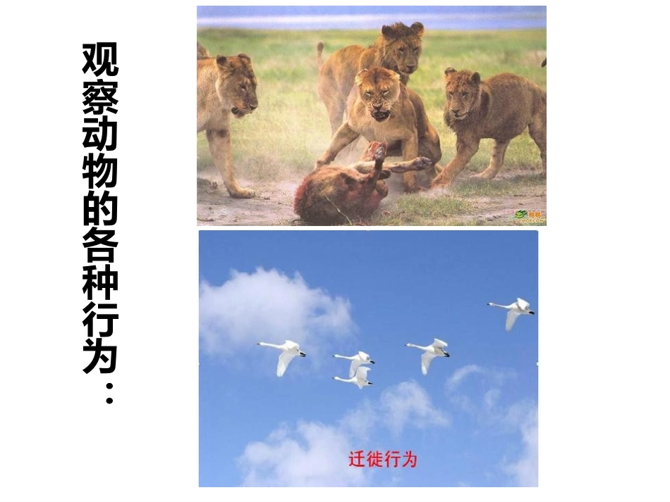 《动物的运动》PPT课件[人教版八年级生物上册]_第3页
