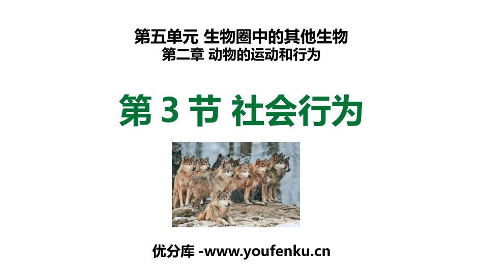 《社会行为》PPT优质课件[人教版八年级生物上册]_第1页