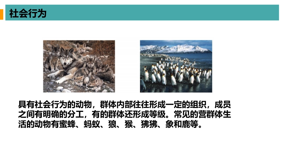 《社会行为》PPT优质课件[人教版八年级生物上册]_第3页