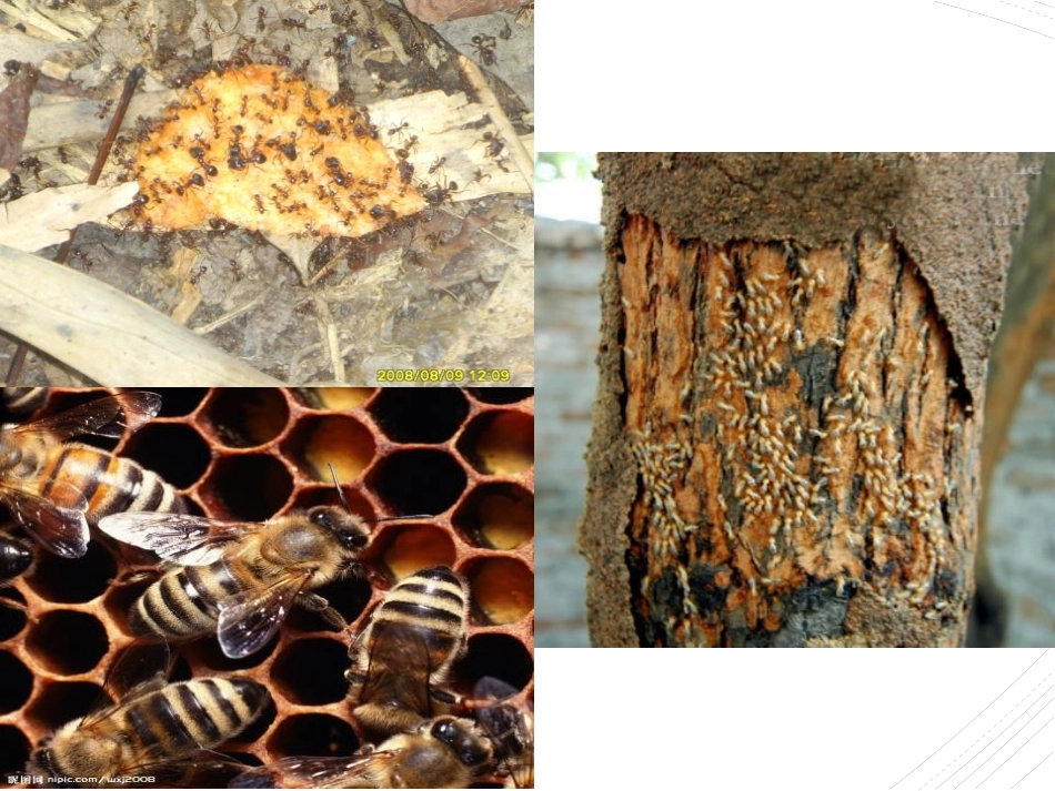 《社会行为》PPT优秀课件[人教版八年级生物上册]_第2页