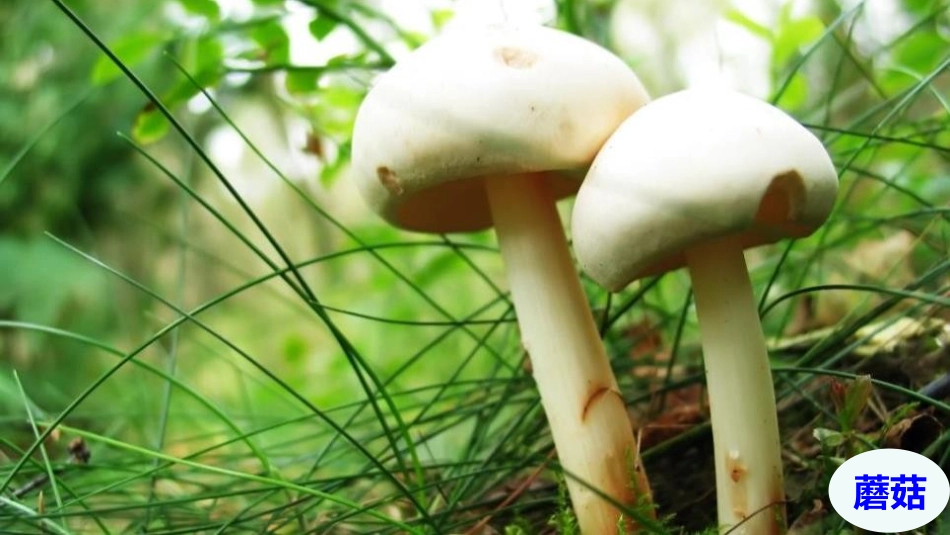 《细菌和真菌的分布》PPT课件[人教版八年级生物上册]_第2页
