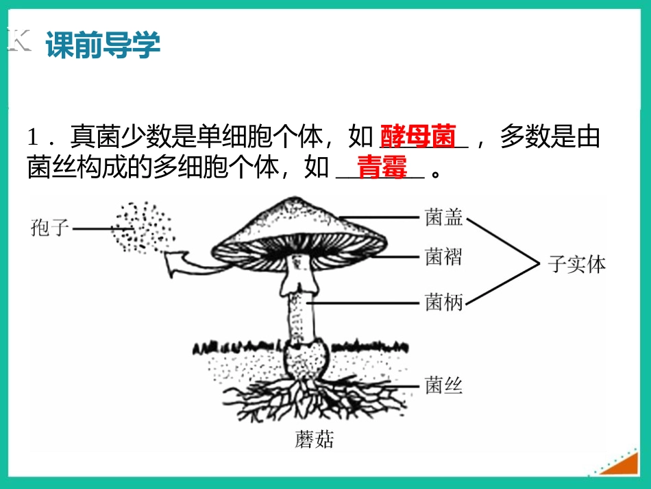《真菌》PPT课件[人教版八年级生物上册]_第3页