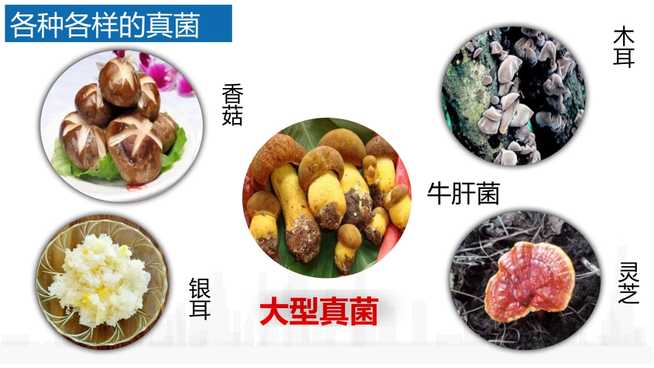 《真菌》PPT优秀课件[人教版八年级生物上册]_第3页