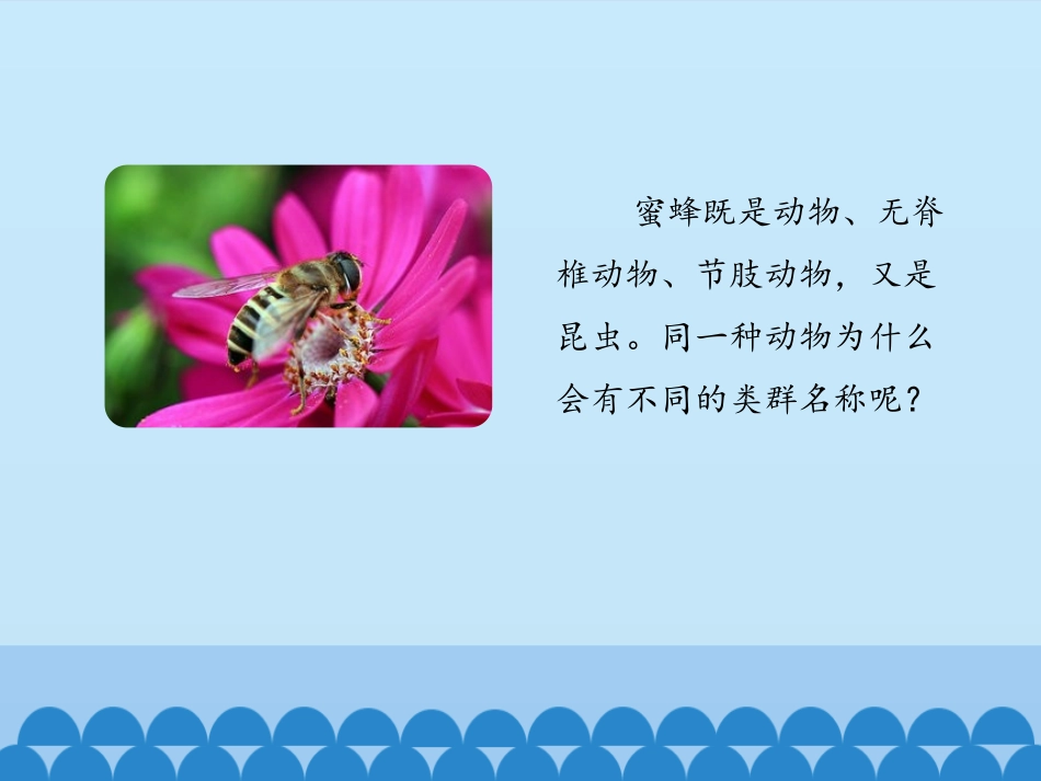 《从种到界》PPT课件[人教版八年级生物上册]_第2页