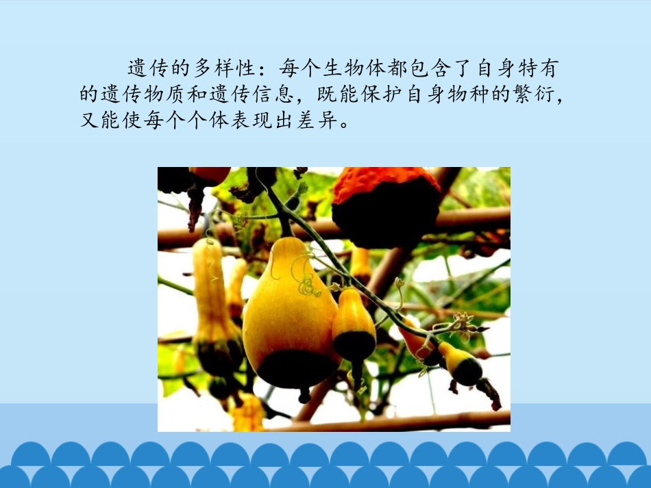 《保护生物的多样性》PPT免费课件[人教版八年级生物上册]_第3页