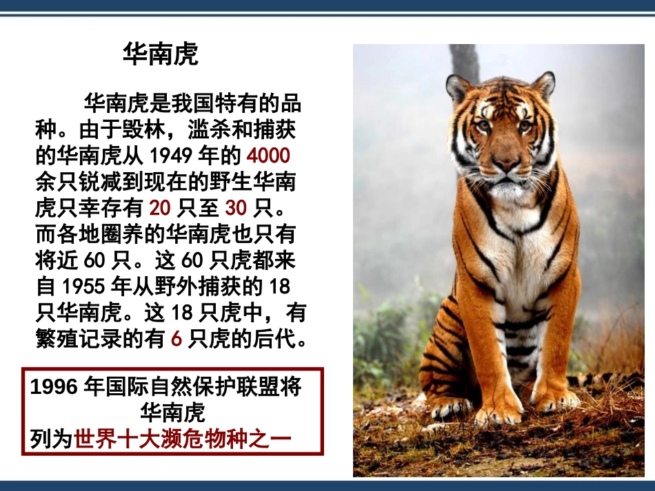 《保护生物的多样性》PPT优质课件[人教版八年级生物上册]_第3页