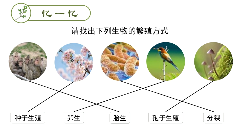 《植物的生殖》PPT优秀课件[人教版八年级生物下册]_第3页