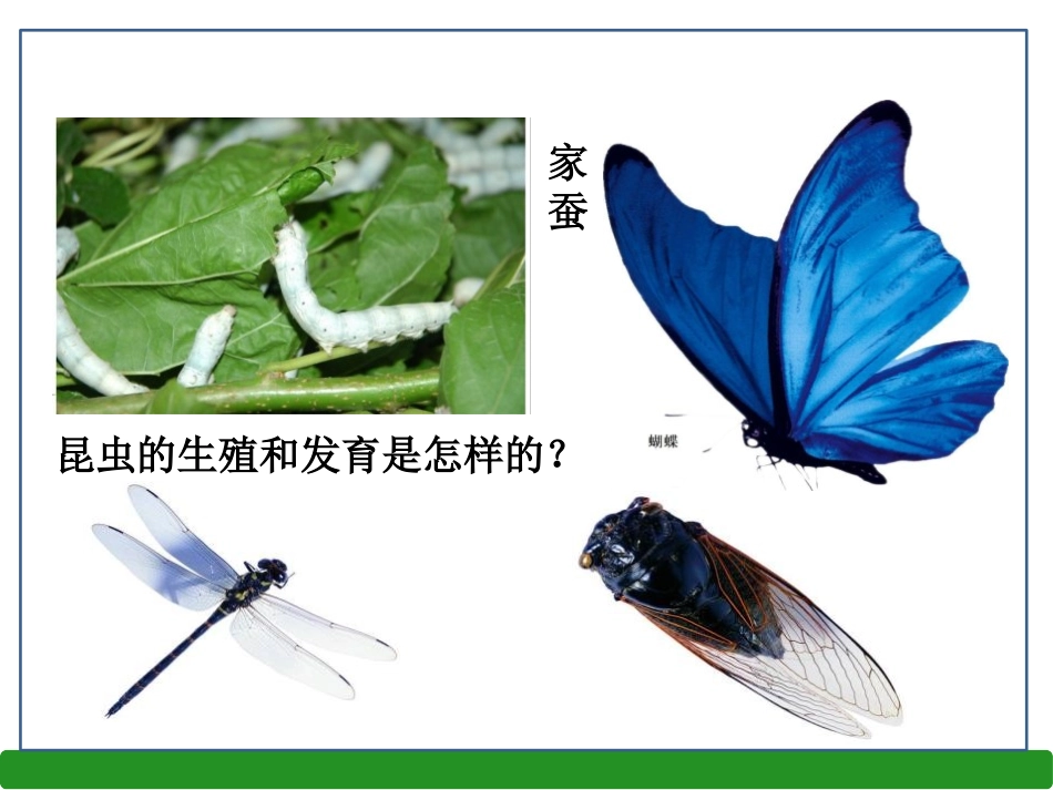 《昆虫的生殖和发育》PPT课件[人教版八年级生物下册]_第2页