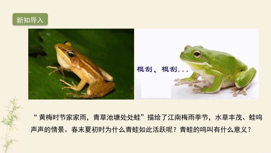 《两栖动物的生殖和发育》PPT优质课件[人教版八年级生物]_第3页