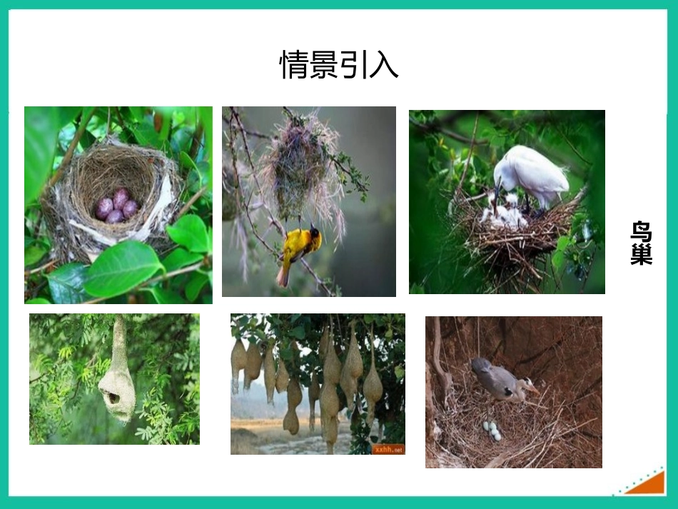 《鸟的生殖和发育》PPT优秀课件[人教版八年级生物下册]_第2页