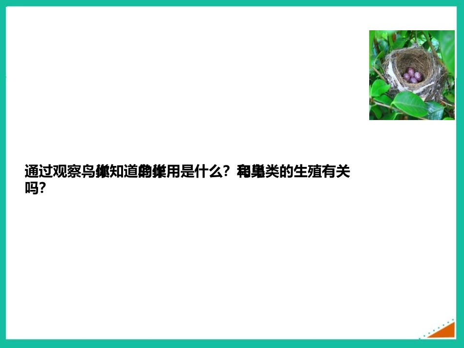 《鸟的生殖和发育》PPT优秀课件[人教版八年级生物下册]_第3页