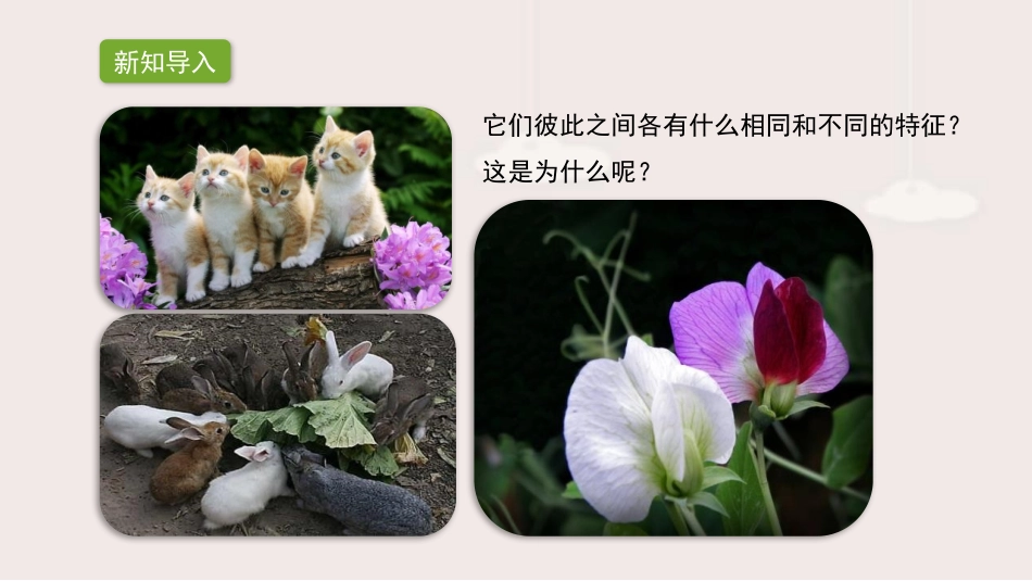 《基因控制生物的性状》PPT课件[人教版八年级生物下册]_第3页