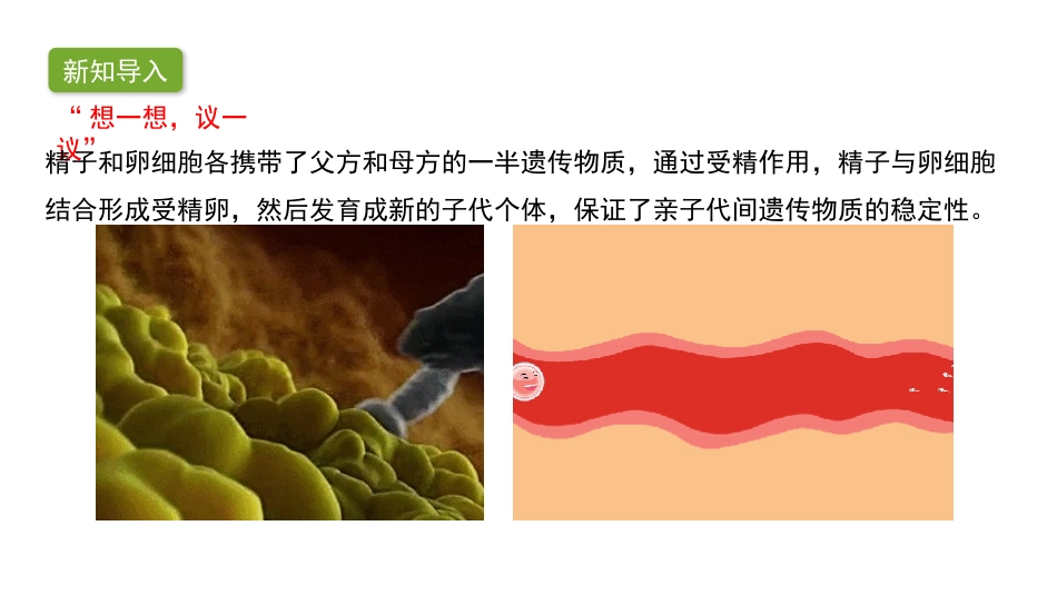 《基因在亲子代间的传递》PPT课件[人教版八年级生物下册]_第3页