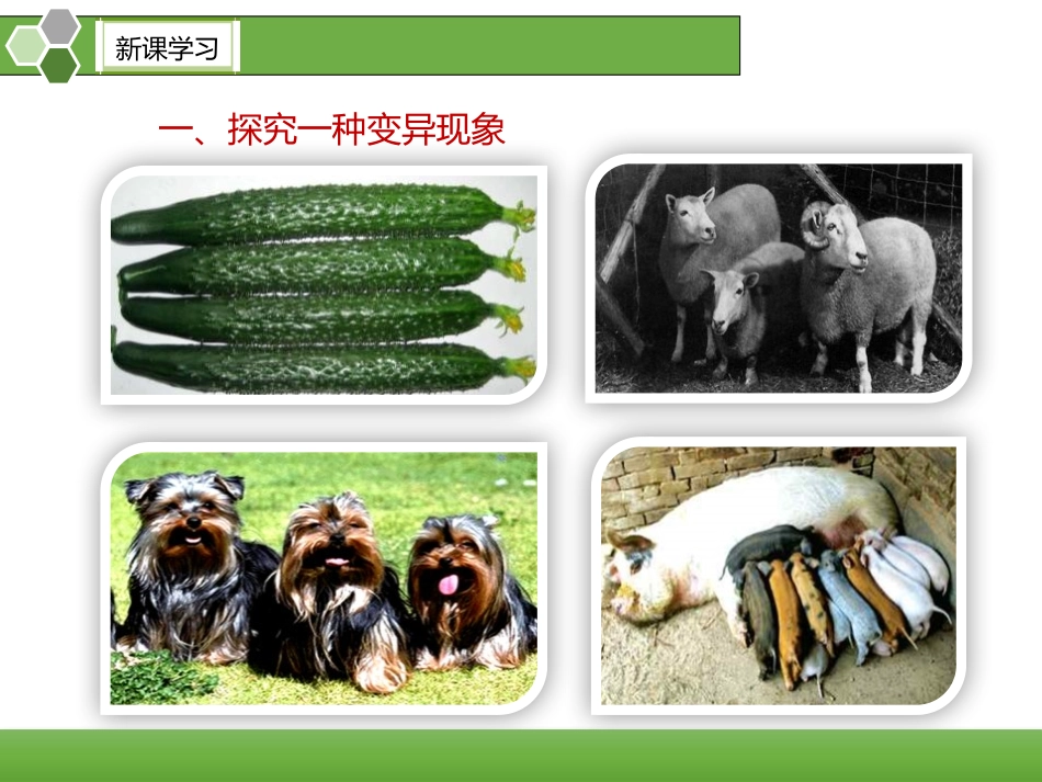 《生物的变异》PPT课件[人教版八年级生物下册]_第3页