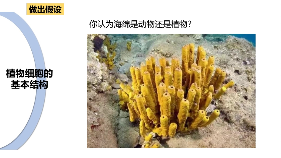 《细胞的基本结构和功能》PPT课件[北师大版七年级生物上册]_第2页