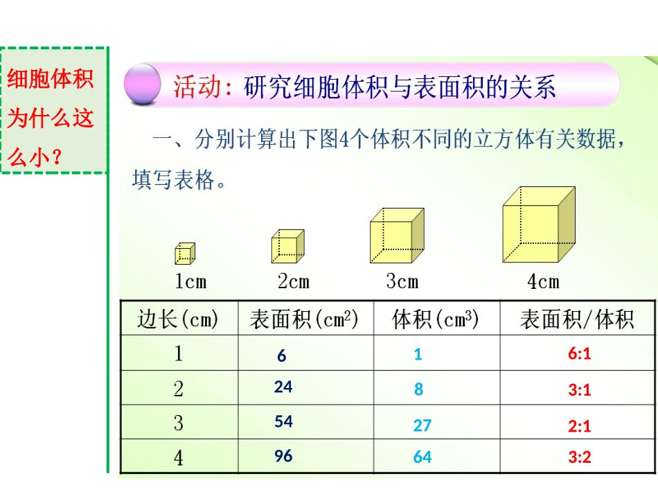 《细胞通过分裂而增殖》PPT免费课件[北师大版七年级生物]_第3页