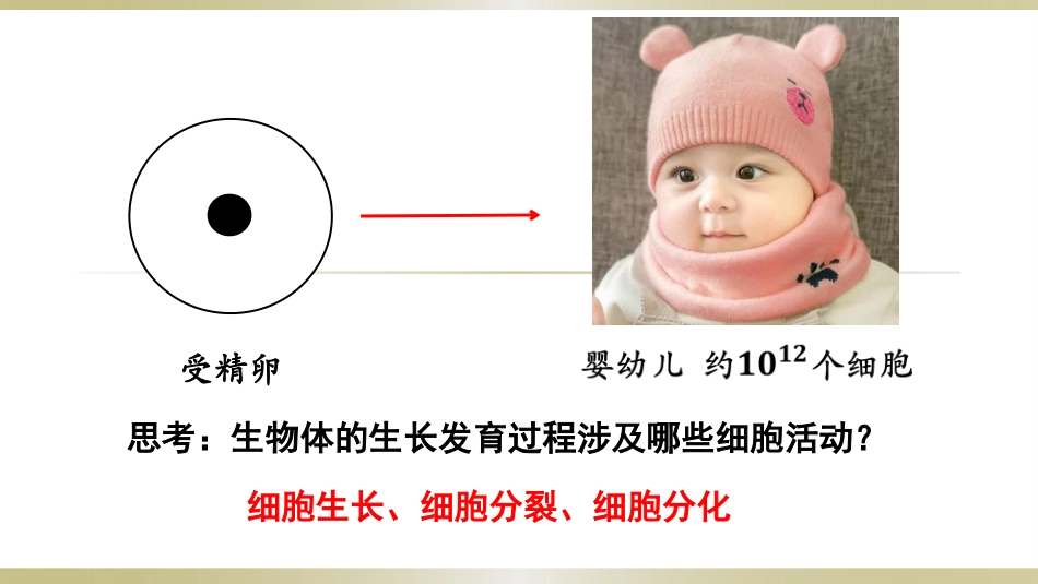 《细胞通过分裂而增殖》PPT课件[北师大版七年级生物上册]_第2页