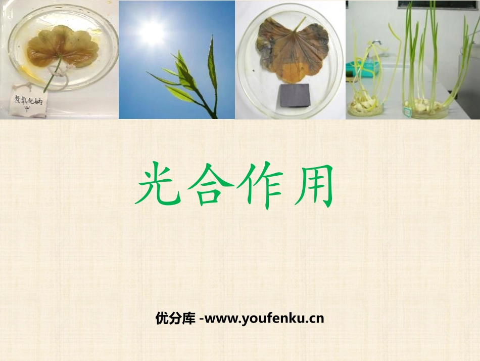 《光合作用》PPT免费课件[北师大版七年级生物上册]_第1页