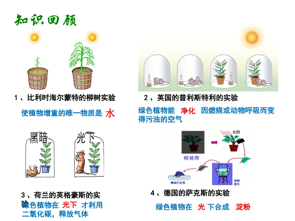 《光合作用》PPT免费课件[北师大版七年级生物上册]_第2页