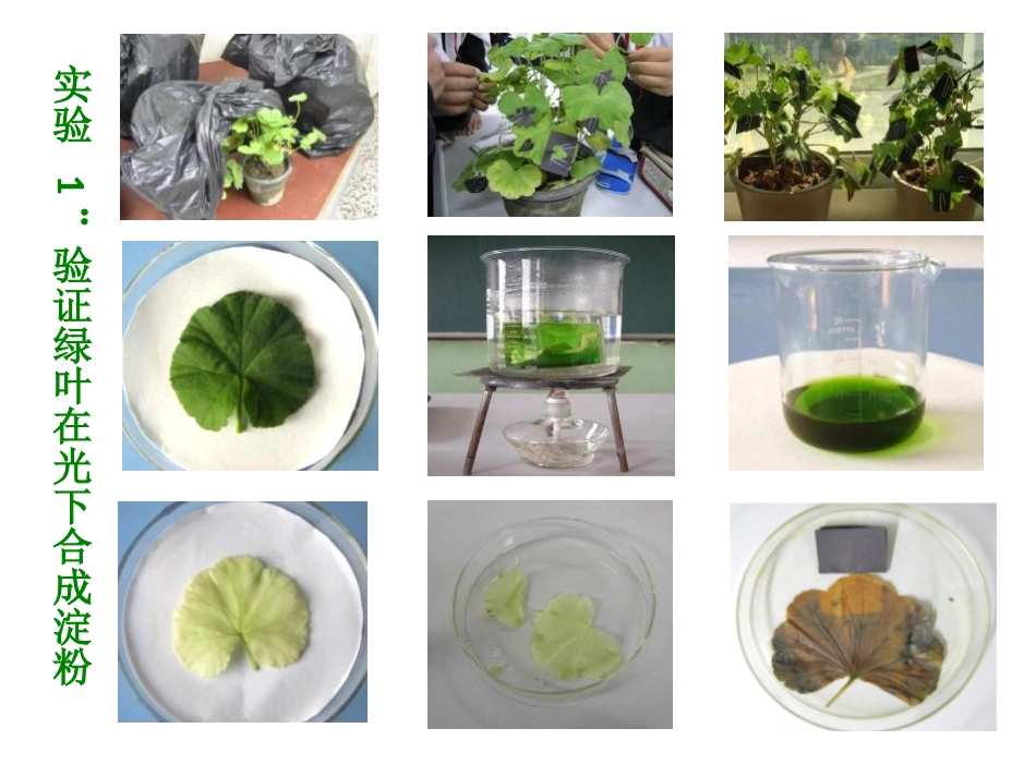 《光合作用》PPT免费课件[北师大版七年级生物上册]_第3页