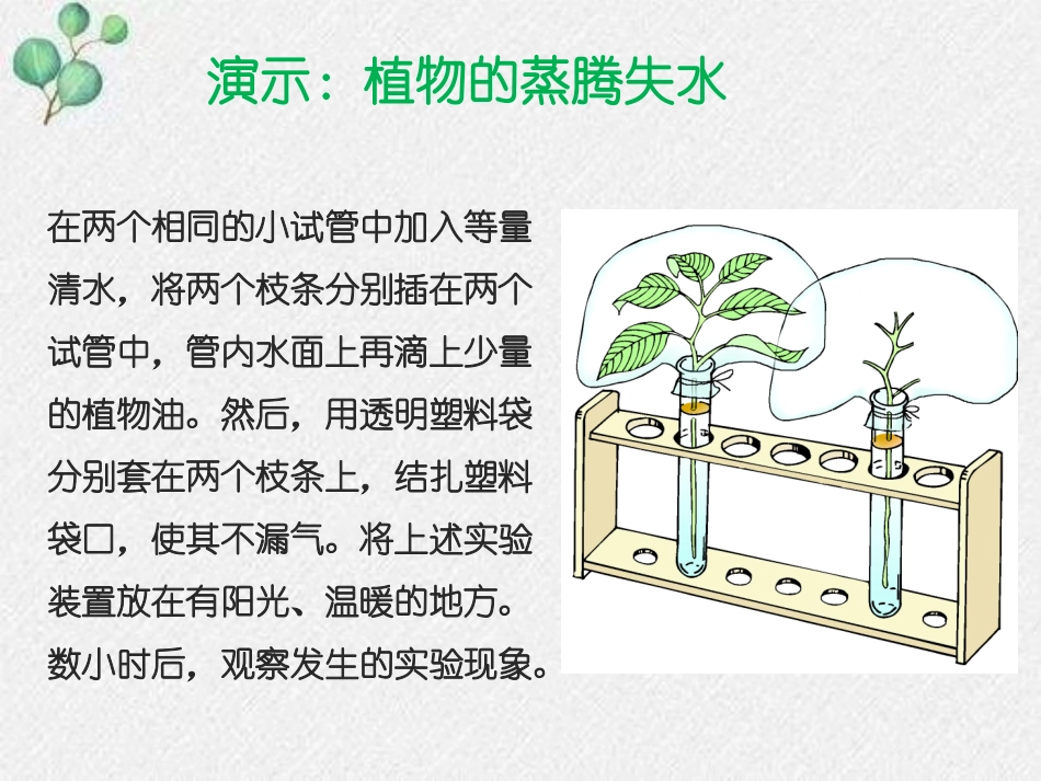 《蒸腾作用》PPT课件[北师大版七年级生物上册]_第2页