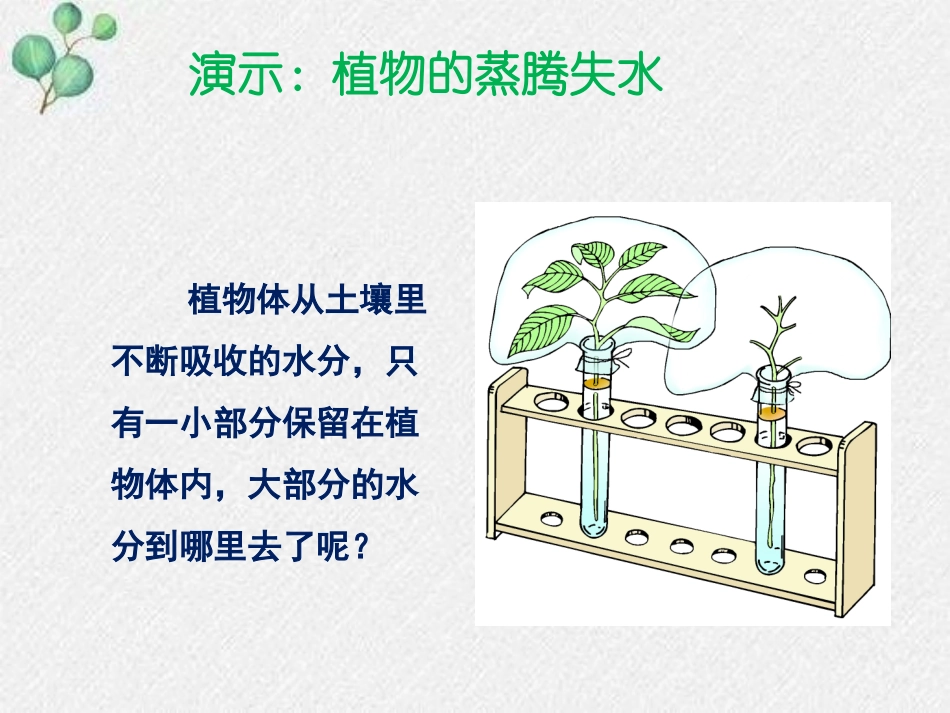 《蒸腾作用》PPT课件[北师大版七年级生物上册]_第3页