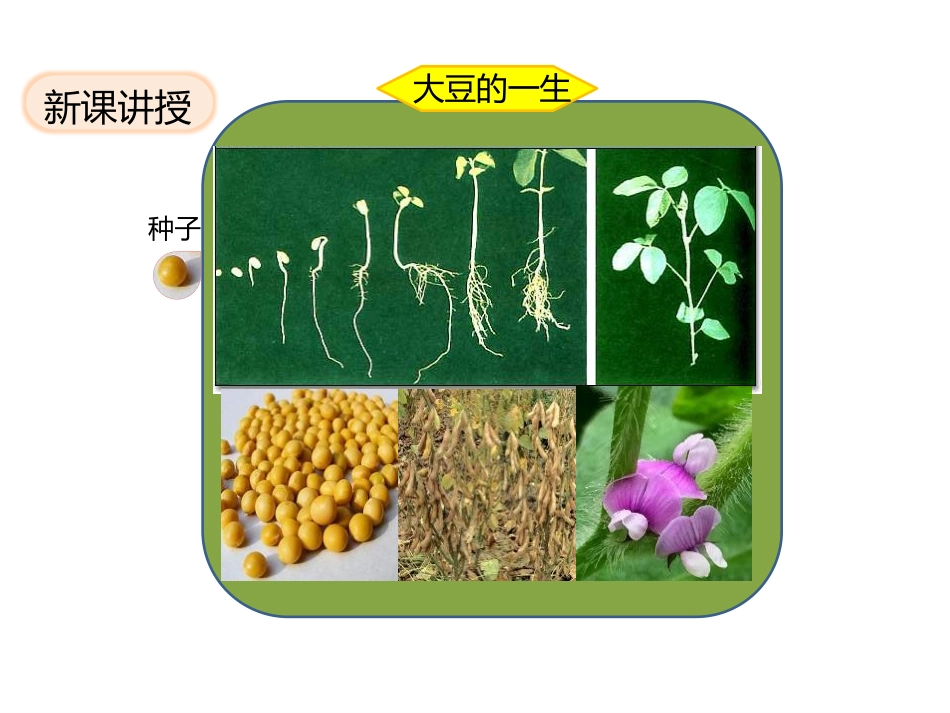 《种子萌发形成幼苗》PPT课件[北师大版七年级生物上册]_第2页