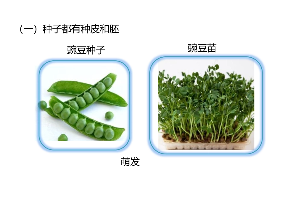 《种子萌发形成幼苗》PPT课件[北师大版七年级生物上册]_第3页