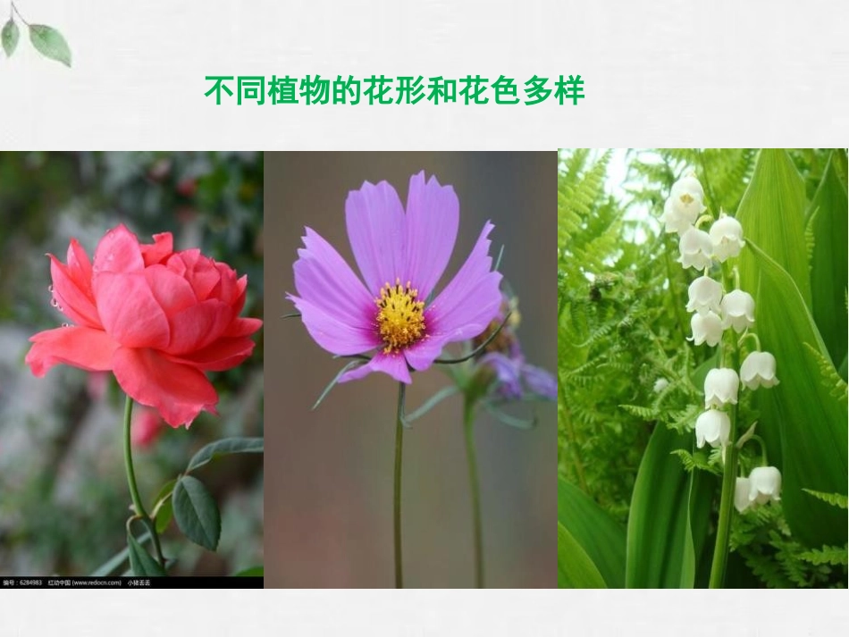 《生殖器官的生长》PPT免费课件[北师大版七年级生物上册]_第3页