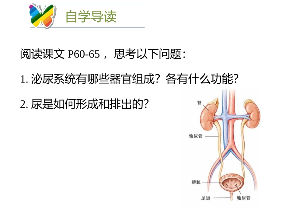 《尿的形成与排出》PPT课件[北师大版七年级生物下册]_第2页