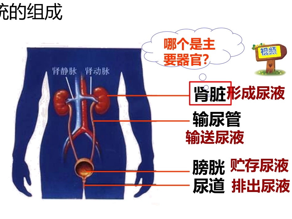 《尿的形成与排出》PPT课件[北师大版七年级生物下册]_第3页