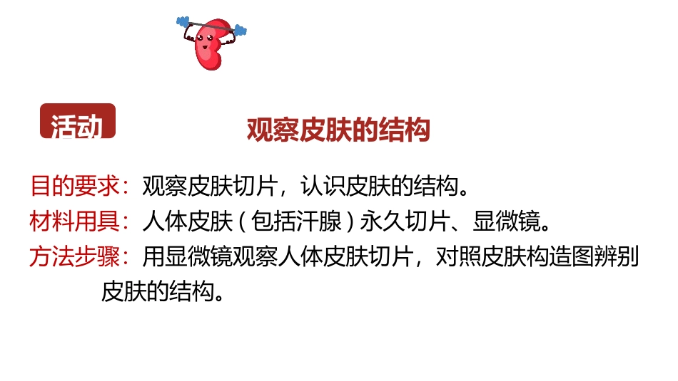《皮肤与汗液分泌》PPT优秀课件[北师大版七年级生物下册]_第3页