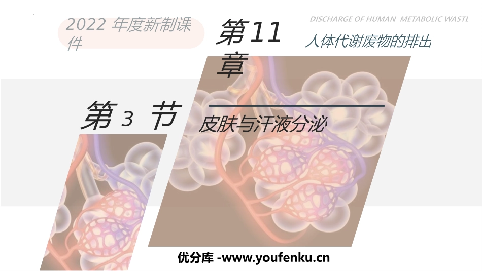 《皮肤与汗液分泌》PPT精品课件[北师大版七年级生物下册]_第1页