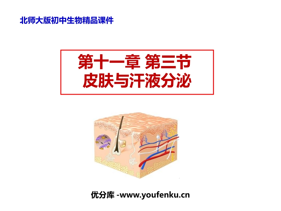 《皮肤与汗液分泌》PPT教学课件[北师大版七年级生物下册]_第1页