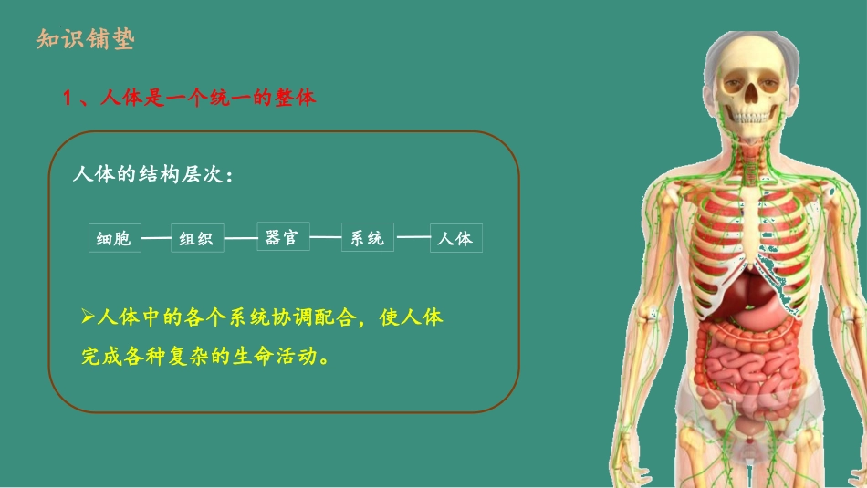 《神经系统与神经调节》PPT教学课件[北师大版七年级生物]_第2页