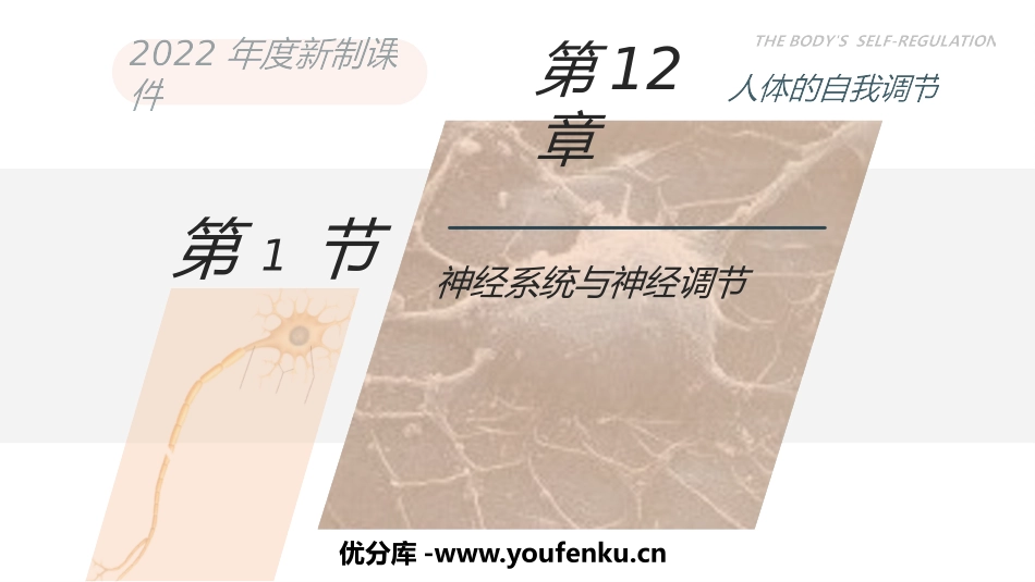《神经系统与神经调节》PPT课件[北师大版七年级生物下册]_第1页