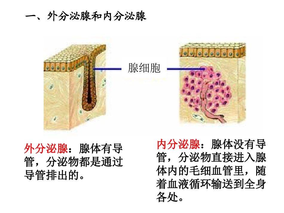《激素调节》PPT免费课件[北师大版七年级生物下册]_第3页