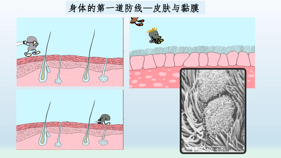 《人体免疫》PPT免费课件[北师大版七年级生物下册]_第3页