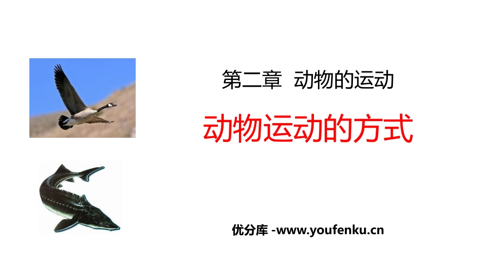 《动物运动的方式》PPT课件[北师大版八年级生物上册]_第1页