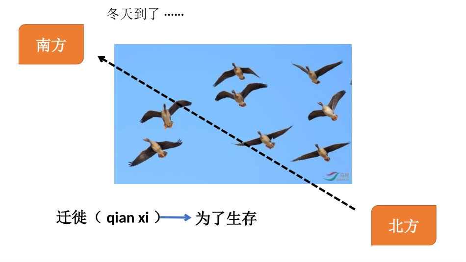 《动物运动的方式》PPT课件[北师大版八年级生物上册]_第2页
