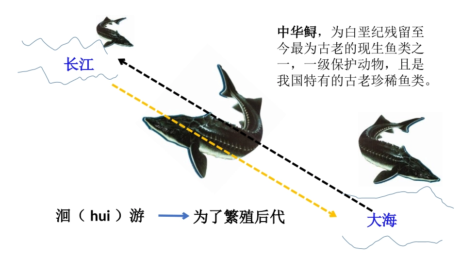 《动物运动的方式》PPT课件[北师大版八年级生物上册]_第3页