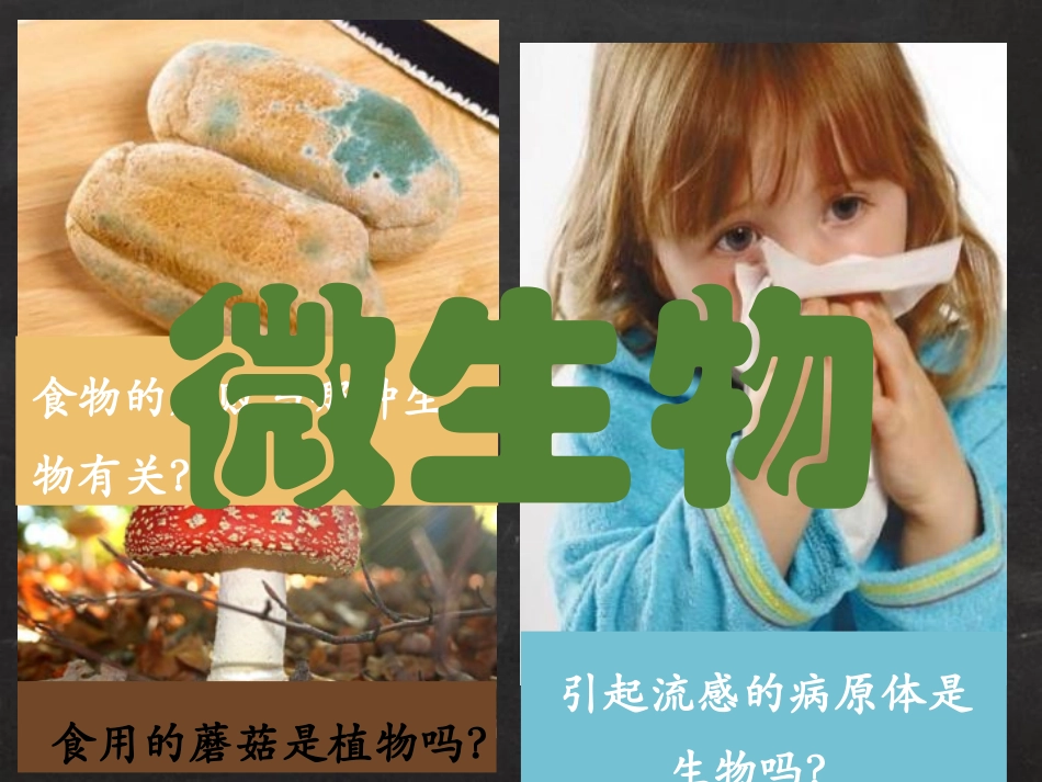 《微生物在生物圈中的作用》PPT课件[北师大版八年级生物]_第2页