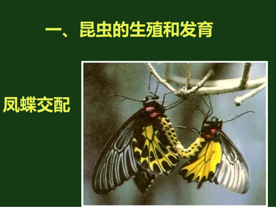 《动物的生殖和发育》PPT课件[北师大版八年级生物上册]_第3页