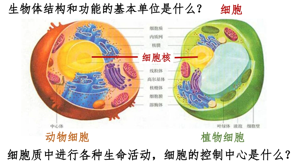 《性状遗传的物质基础》PPT课件[北师大版八年级生物上册]_第2页