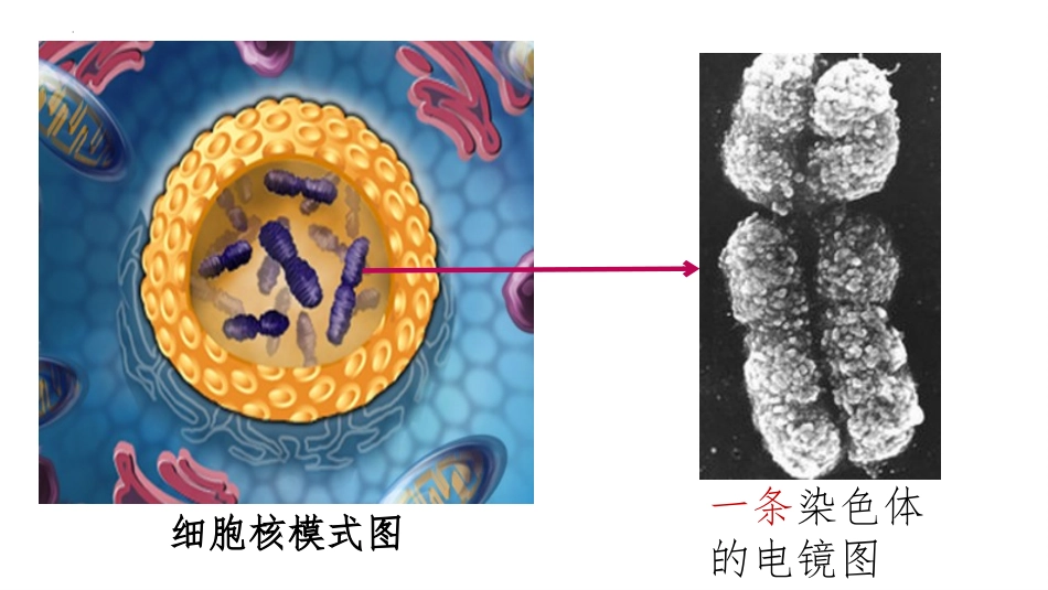 《性状遗传的物质基础》PPT课件[北师大版八年级生物上册]_第3页