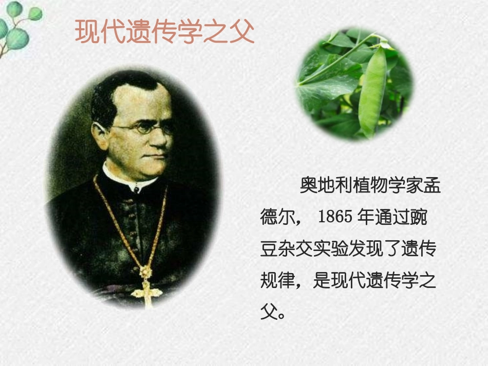 《性状遗传有一定的规律性》PPT课件[北师大版八年级生物]_第3页